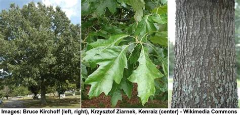 42 Types Of Oak Trees With Their Bark And Leaves Identification Guide