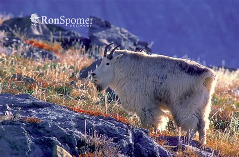 Alaska Mountain Goat Hunt — Ron Spomer Outdoors