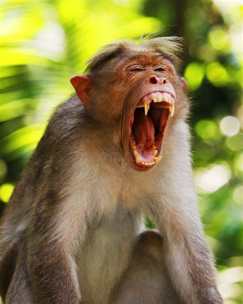 Macaque Monkey Widely Open With Its Mouth And Showing Sharp Teeth Stock