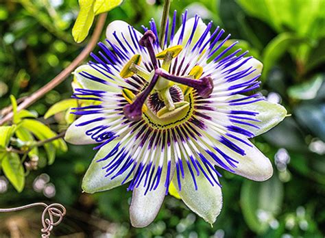 4 Fantastic Passion Flower Benefits Amazing Anti Stress Plant
