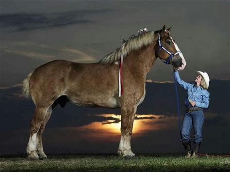 Worlds Tallest Horse Big Jake Stands 8275 Inchs Percheron Horses
