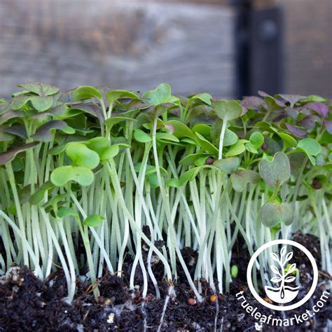 Colorful Mustard Microgreens Seed Mix Grow Micro Greens Non Gmo