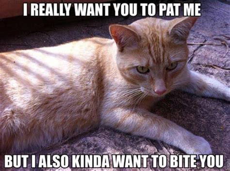 20 Cat Logic Memes Only Cat Owners Will Understand And Laugh With Tears