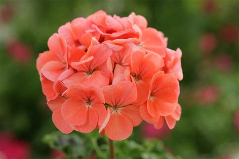 The Ultimate Guide To Growing Geraniums Gardening With Sharon