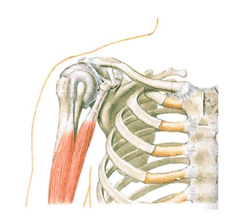 Shoulder Anatomy Girdle Ligaments Bones Humerus Clavical