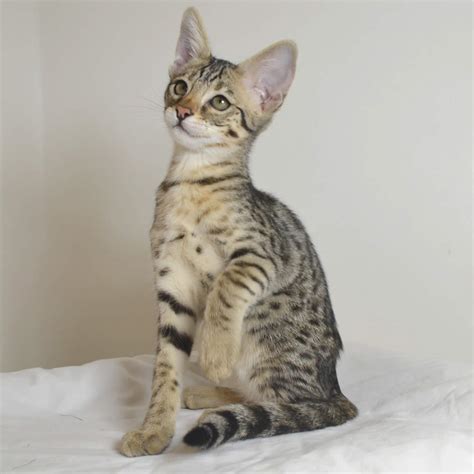 Savannah kittens & savannah cats for sale, specializing in producing quality sbt savannah cats. Savannah Kittens | Kitten For Sale | Savannah Cats