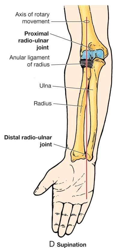 Flashcards Anatomy Lecture 6 Elbow Jointforearm What Type Of