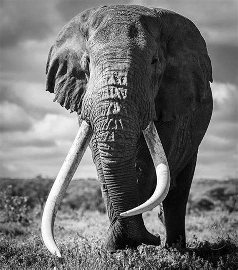 Long Tusks Elephant Photography Elephant Love Big Animals