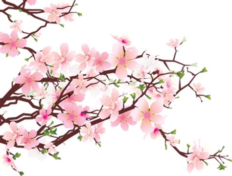 Download High Quality Cherry Clipart Blossom Transparent Png Images