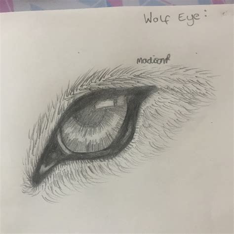 Artstation Wolf Eye Redrawn