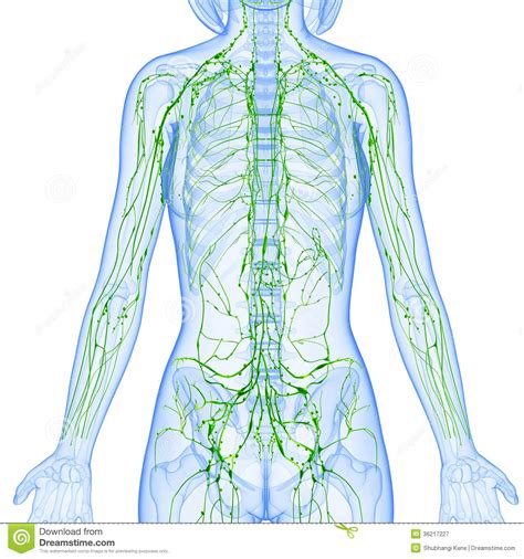 A large number of lymph nodes are linked throughout the body by the lymphatic vessels. Female Lymphatic System X Ray Stock Illustration - Illustration of node, gland: 36217227