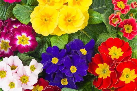 Primavera Assortiti Primule Letto Di Fiori Colorati — Foto Stock