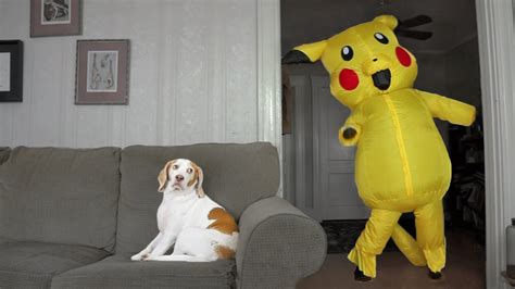 Dog Surprised By Dancing Pokemon Cute Dog Maymo Youtube