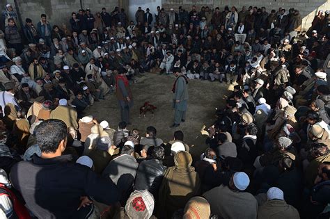 Cockfighting In Kabul