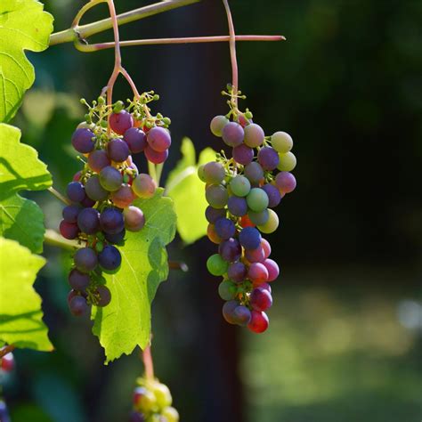 Grapevine Growing Caring For And Harvesting Grapes Varieties And Pruning