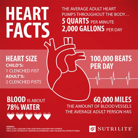 Facts about the heart: An infographic | Amway Connections