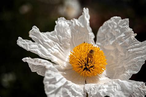 White California Poppy Macro Photograph By Dan Mcmanus Fine Art America