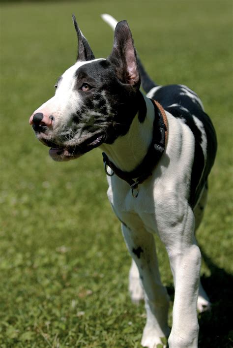 Great Dane | Dog Breeds at myPetSmart.com | Great dane dogs, Great dane puppy, Great dane