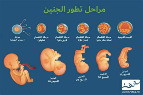 مراحل تطور الجنين