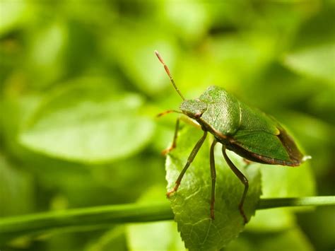 Green Stink Bug Facts