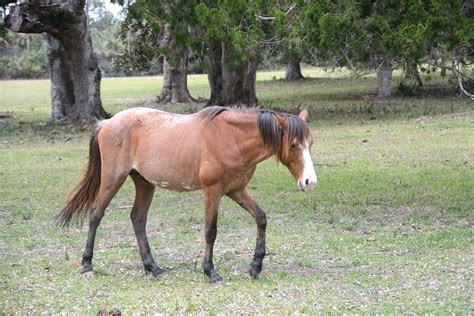 71a9262 Wild Horses Of Cumberland Island Capt Andy Flickr