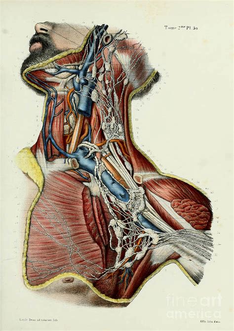 A study of a left arm, showing the veins; Anatomy Human Body Old Anatomical 52 Painting by Boon Mee