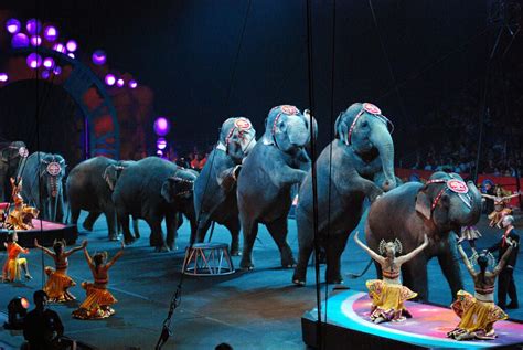 Uk Pledges To Ban All Wild Animals In The Circus By 2020