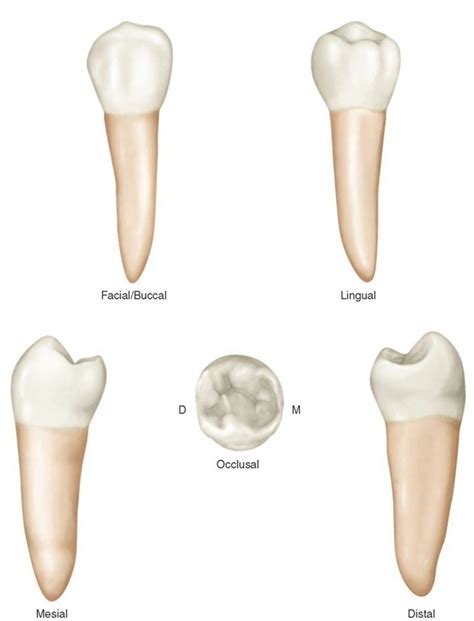 Review Of Tooth Morphology Dental Anatomy Physiology And Occlusion