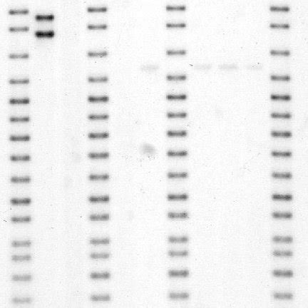 Fbi format thu apr 15, 2010 8:42 pm. (PDF) Applications of Molecular Genetics to Forensic Sciences