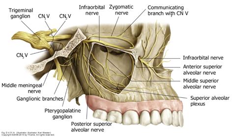 Anterior Alveolar Nerve