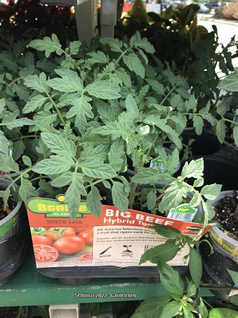 Photo Of The Entire Plant Of Tomato Solanum Lycopersicum Big Beef