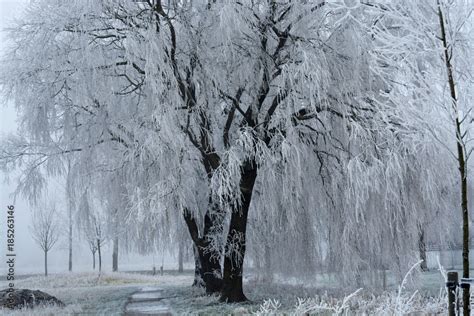Landscape In The Winter With Weeping Willow Tree With Snow And Frost