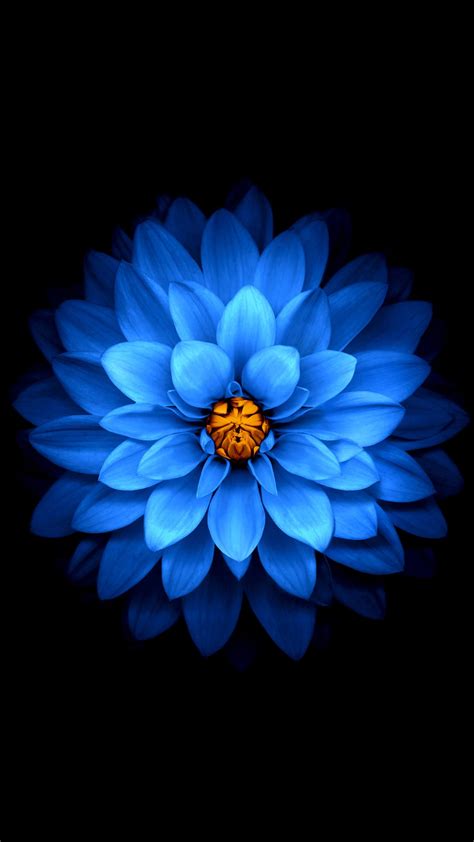 Amoled Flower Hd Android Wallpapers Wallpaper Cave