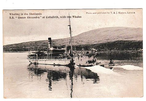Shetlands Whaling Scene The Ss Queen Alexandra At Collafirth With