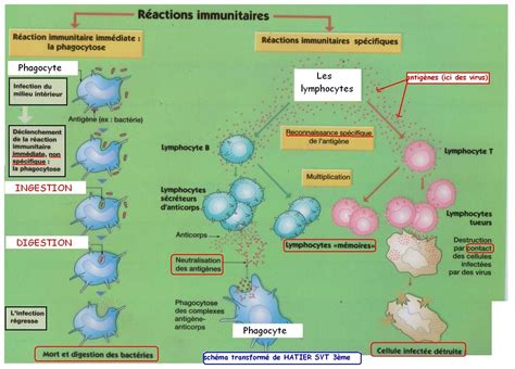 Comment Fonctionne Notre Système Immunitaire Système Immunitaire