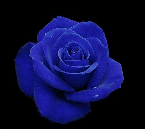 الورد الازرق