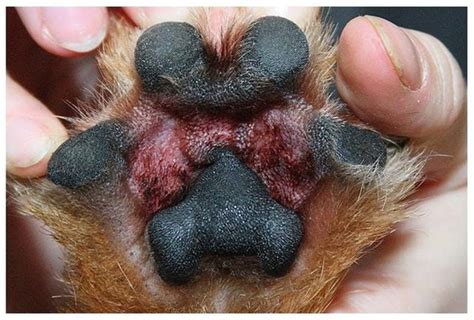 Supports Dogs Pododermatitis In Dogs Is Called Inflammation Which
