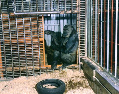 Ivan The Gorilla Will Return To Tacoma In Statue Form Tacoma News Tribune