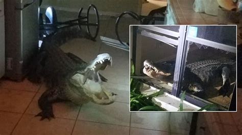 Police Alligator Invader Breaks Into Florida Home By Shattering Window