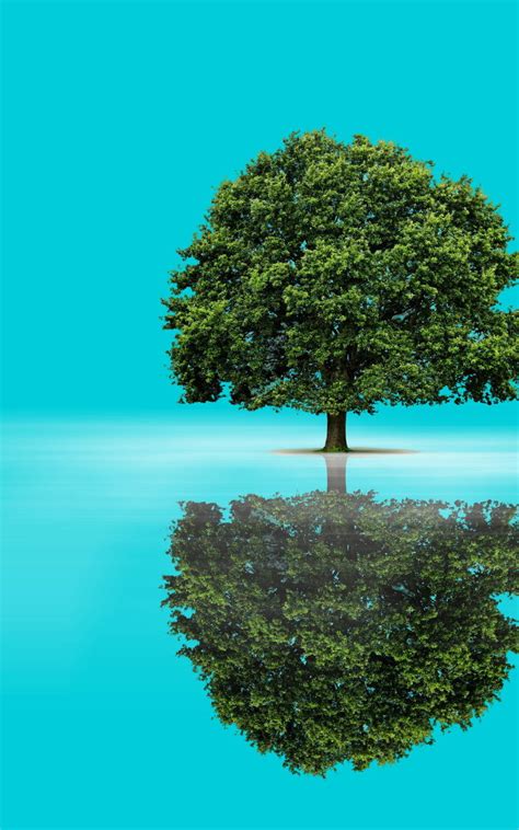 1200x1920 Tree Reflection Background 1200x1920 Resolution Wallpaper