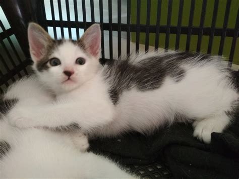Domestic Medium Hair Kitten Adopted 4 Years 6 Months Male Kitten