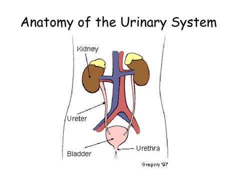 Ppt Urinary System Powerpoint Presentation Free Download Id564837