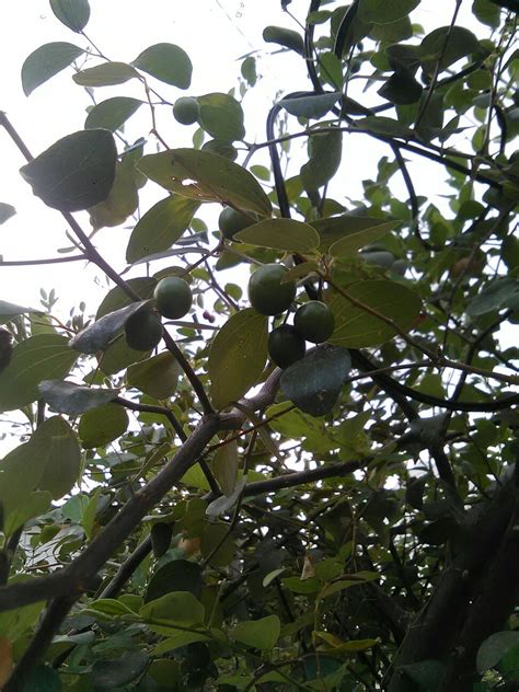 Memertabatkan pokok bidara dengan fakta saintifik dengan nama allah yang maha pengasih lagi maha penyayang dan selawat serta salam ke atas junjungan besar. Pohon bidara berbuah sepanjang masa - Kebun Bidara