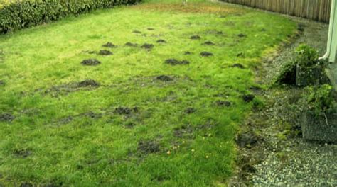 I have these moles in yard im in way over my head theres about 50 holes out there help! Moles Be Gone - Mole Abatement That Works! by Cordell Vail