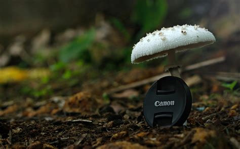Witte Knop Paddestoel Met Zwarte Canon Camera Zoom Lens Cover · gratis
