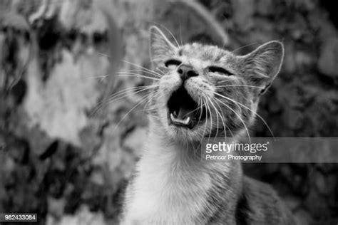 Kitten Roar Photos And Premium High Res Pictures Getty Images