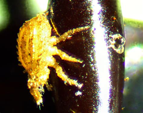 Acari Phoretic Mite On The Leg Of Pterostichus Tristis Polyaspis