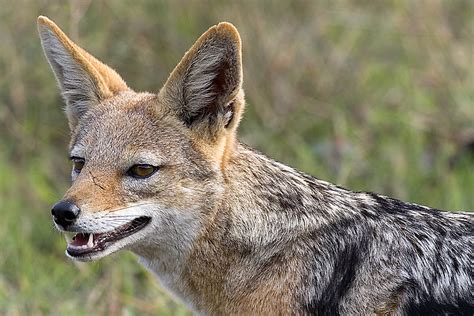 All About Animal Wildlife Jackal Information And Photos Images 2012