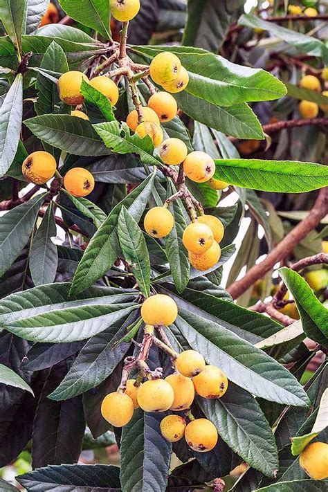 Love Loquats Or Maybe Youve Never Heard Of Them The Loquat Tree