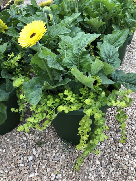 If you are looking to add more living space to your home, we can create custom designed living spaces for your backyard. Gerbera Daisy - Moneywort Patio Pot - King Nursery ...